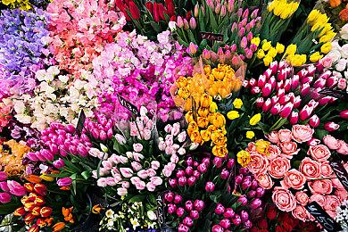 《怪物猎人崛起：曙光》 特别节目全程 人气怪物“千刃龙”复活